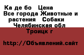 Ка де бо › Цена ­ 25 000 - Все города Животные и растения » Собаки   . Челябинская обл.,Троицк г.